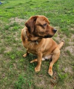 Yellow Labrador Retriever