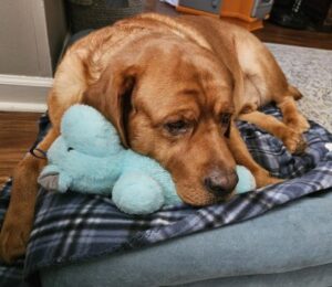 Yellow Labrador Retriever