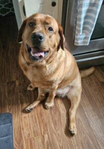 Yellow Labrador Retriever