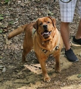 Yellow Labrador Retriever