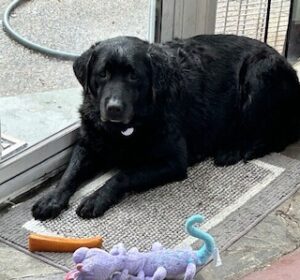 Black Labrador Retriever