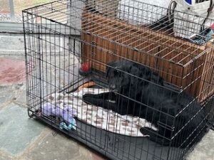 Black Labrador Retriever