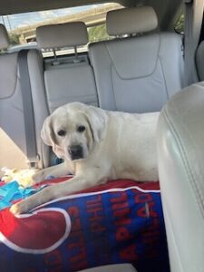 Yellow Labrador Retriever