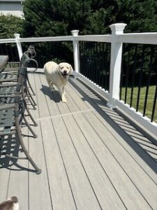 Yellow Labrador Retriever