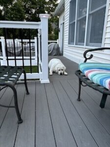 Yellow Labrador Retriever