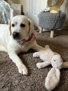 Yellow Labrador Retriever