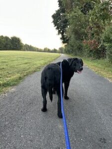 Black Labrador Retriever