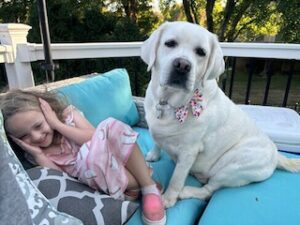 Yellow Labrador Retriever