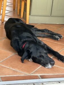 Black Labrador Retriever mix