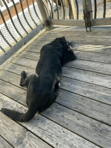 Black Labrador Retriever mix