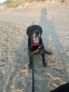 Black Labrador Retriever mix