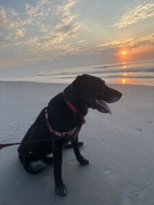 Black Labrador Retriever mix