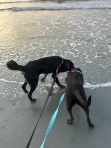 Black Labrador Retriever mix