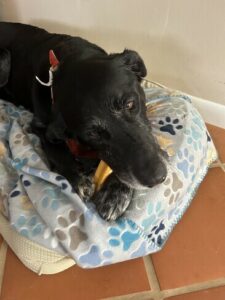 Black Labrador Retriever mix