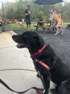 Black Labrador Retriever mix