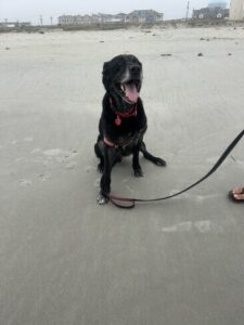 Black Labrador Retriever mix