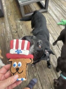 Black Labrador Retriever mix