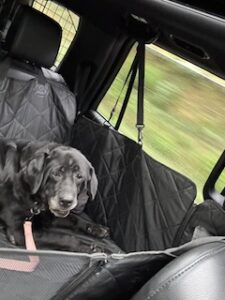 Black Labrador Retriever