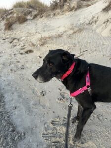 Black Labrador Retriever mix