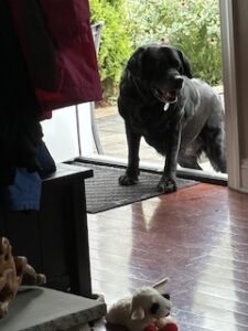 Black Labrador Retriever