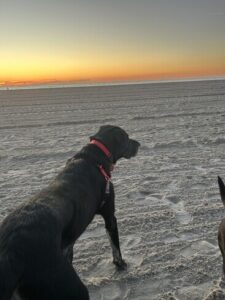 Black Labrador Retriever mix