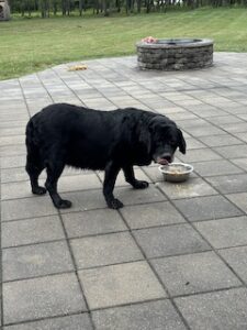 Black Labrador Retriever