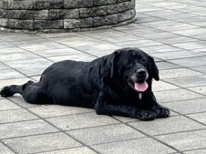 Black Labrador Retriever