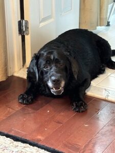 Black Labrador Retriever