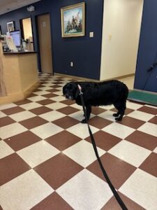 Black Labrador Retriever