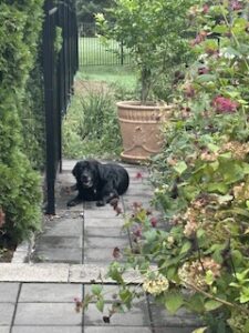 Black Labrador Retriever