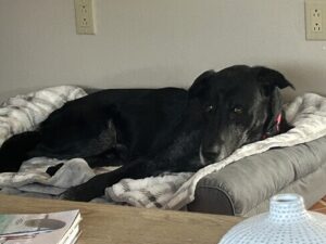 Black Labrador Retriever mix