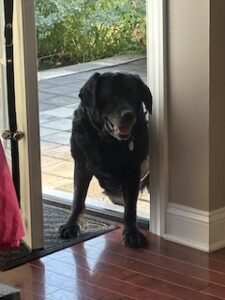 Black Labrador Retriever