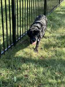 Black Labrador Retriever