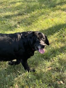 Black Labrador Retriever