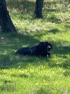 Black Labrador Retriever