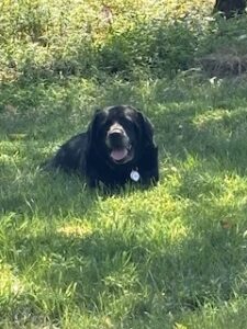 Black Labrador Retriever