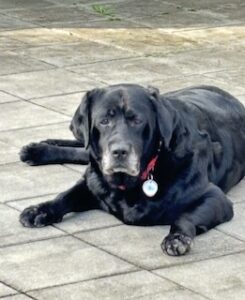 Black Labrador Retriever