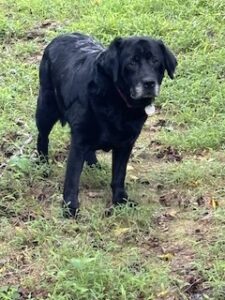 Black Labrador Retriever