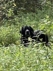 Black Labrador Retriever