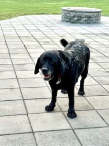 Black Labrador Retriever