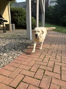 Yellow Labrador Retriever