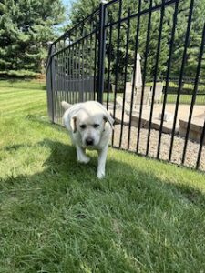 Yellow Labrador Retriever