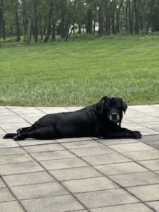 Black Labrador Retriever