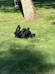 Black Labrador Retriever