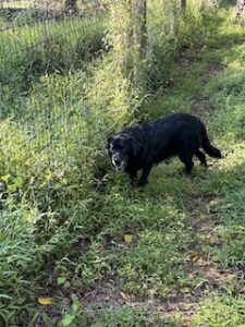 Black Labrador Retriever