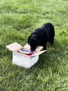 Black Labrador Retriever