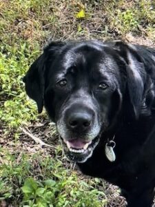 Black Labrador Retriever