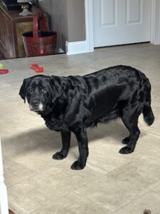 Black Labrador Retriever