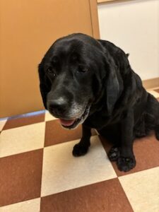 Black Labrador Retriever