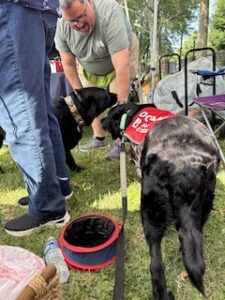 Black Labrador Retriever